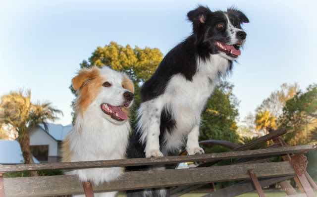 border collie puppies yorkshire and humber